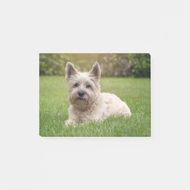 Cutest Baby Animals | Cairn Terrier Dog Post-it Notes (Front)
