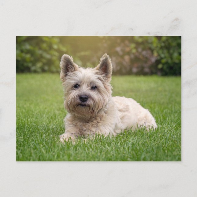 Cutest Baby Animals | Cairn Terrier Dog Postcard (Front)