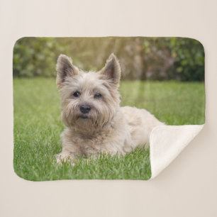 Cutest Baby Animals   Cairn Terrier Dog Sherpa Blanket