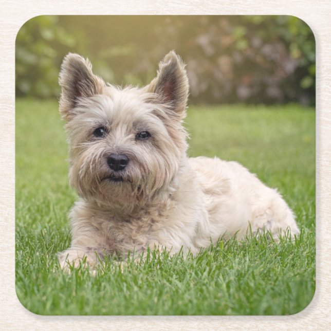 Cutest Baby Animals | Cairn Terrier Dog Square Paper Coaster (Front)
