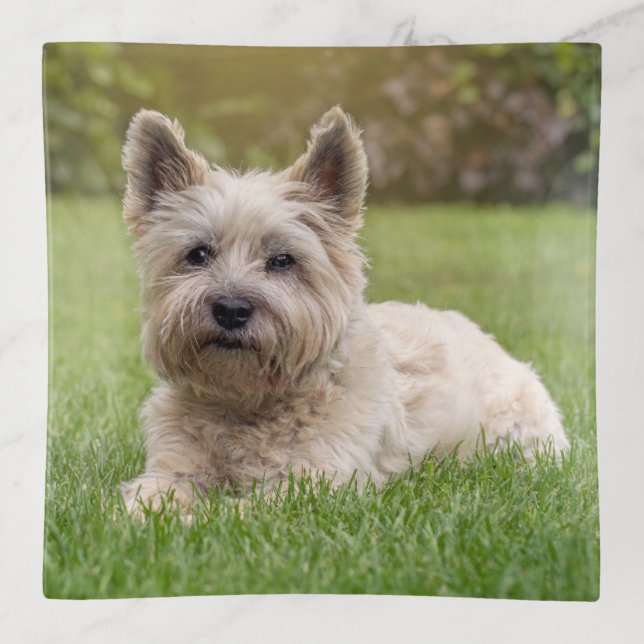 Cutest Baby Animals | Cairn Terrier Dog Trinket Tray (Front)