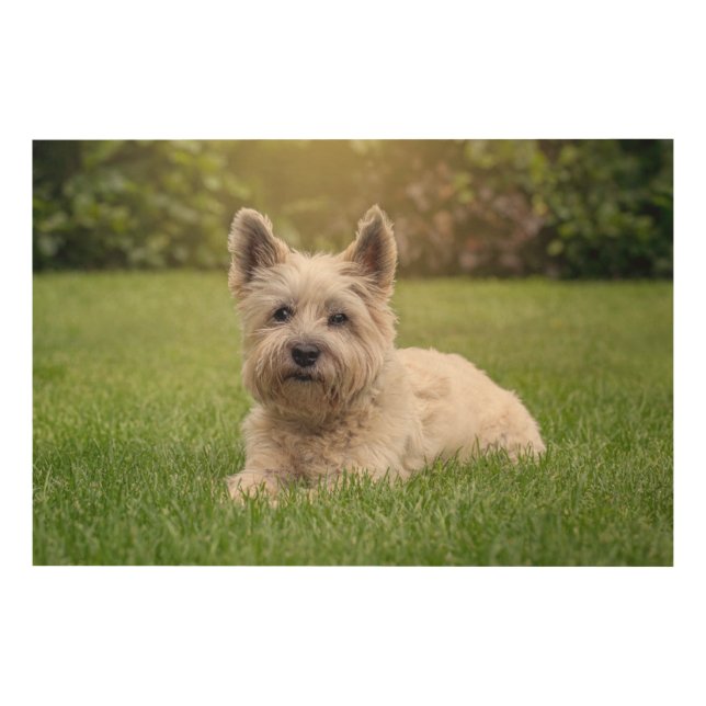 Cutest Baby Animals | Cairn Terrier Dog Wood Wall Art (Front)