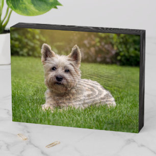 Cutest Baby Animals   Cairn Terrier Dog Wooden Box Sign