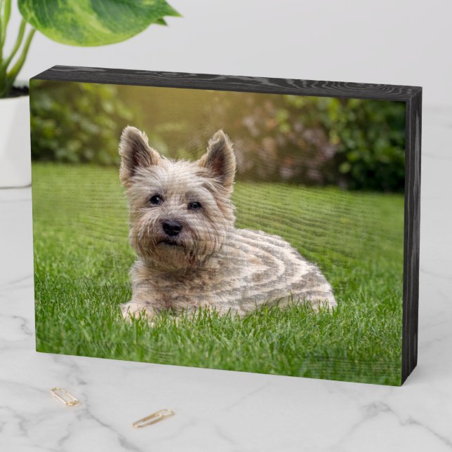 Cutest Baby Animals | Cairn Terrier Dog Wooden Box Sign (In Situ Horizontal)