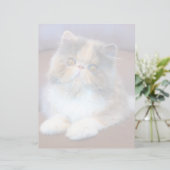 Cutest Baby Animals | Calico Persian Kitten (Standing Front)