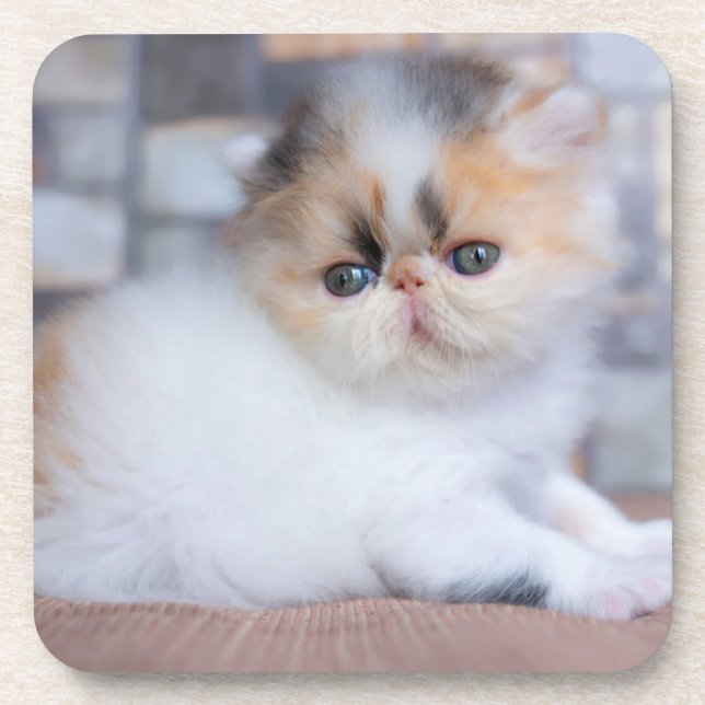Cutest Baby Animals | Calico Persian Kitten Beverage Coaster (Front)