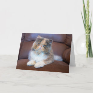 Cutest Baby Animals Calico Persian Kitten Card