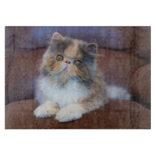 Cutest Baby Animals Calico Persian Kitten Cutting Board