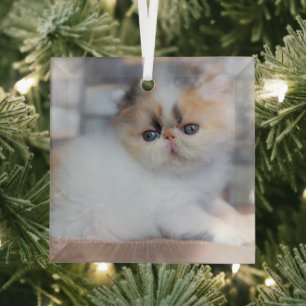 Cutest Baby Animals Calico Persian Kitten Glass Ornament
