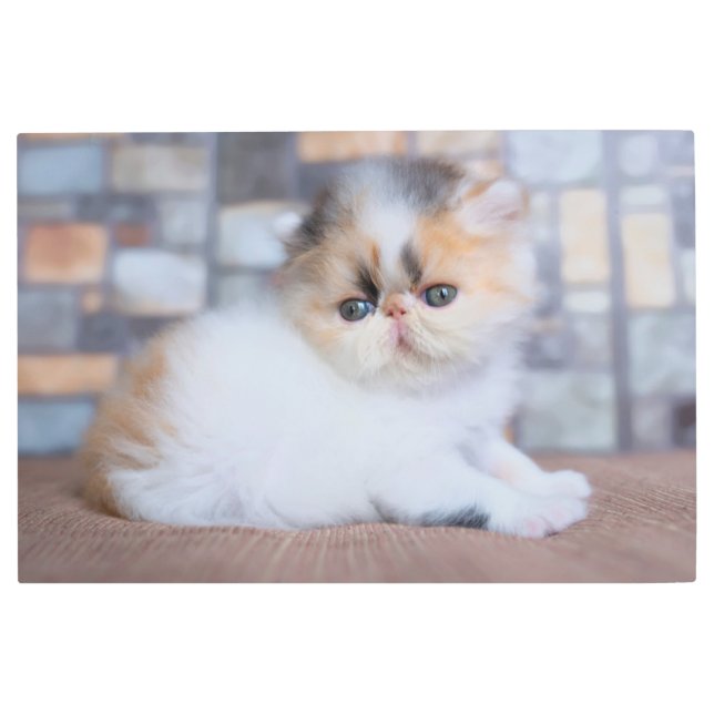 Cutest Baby Animals | Calico Persian Kitten Metal Print (Front)