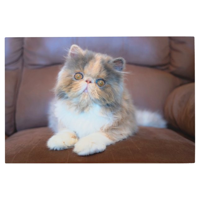 Cutest Baby Animals | Calico Persian Kitten Metal Print (Front)