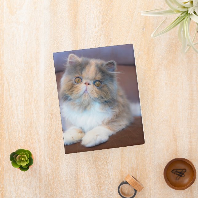 Cutest Baby Animals | Calico Persian Kitten Mini Binder (InSitu)