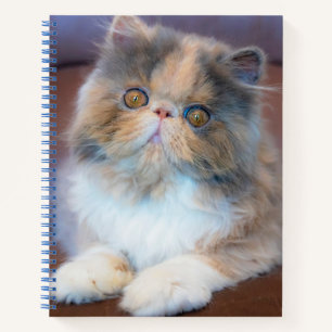 Cutest Baby Animals Calico Persian Kitten Notebook