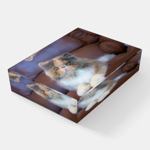 Cutest Baby Animals   Calico Persian Kitten Paperweight