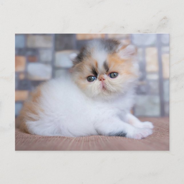 Cutest Baby Animals | Calico Persian Kitten Postcard (Front)