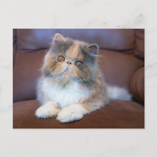 Cutest Baby Animals | Calico Persian Kitten Postcard (Front)