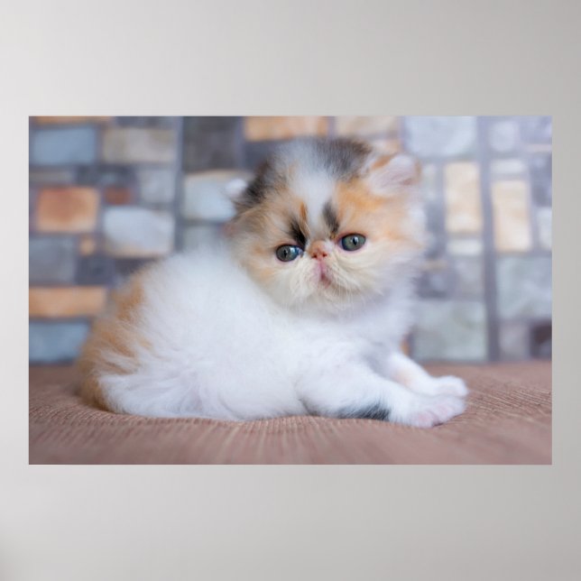 Cutest Baby Animals | Calico Persian Kitten Poster (Front)