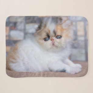 Cutest Baby Animals Calico Persian Kitten Sherpa Blanket