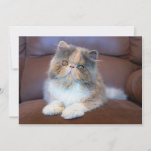 Cutest Baby Animals   Calico Persian Kitten Thank You Card