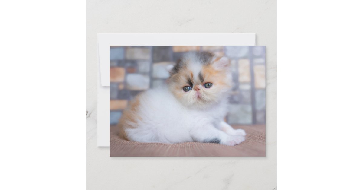 calico persian kittens