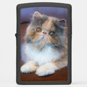 Cutest Baby Animals Calico Persian Kitten Zippo Lighter