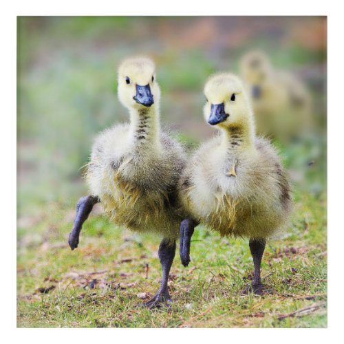 Cutest Baby Animals  Canadian Goose Goslings Acrylic Print
