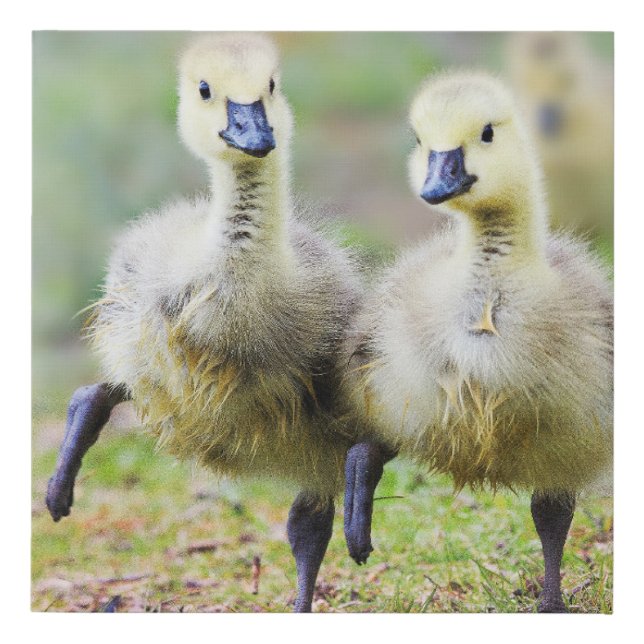 Cutest Baby Animals | Canadian Goose Goslings Faux Canvas Print (Front)