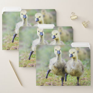 Cutest Baby Animals   Canadian Goose Goslings File Folder