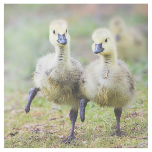 Cutest Baby Animals  Canadian Goose Goslings Gallery Wrap