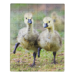 Cutest Baby Animals   Canadian Goose Goslings Jigsaw Puzzle