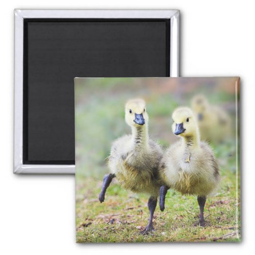 Cutest Baby Animals  Canadian Goose Goslings Magnet