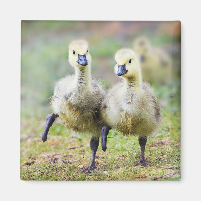 Cutest Baby Animals | Canadian Goose Goslings Magnet (Front)