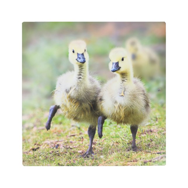 Cutest Baby Animals | Canadian Goose Goslings Metal Print (Front)