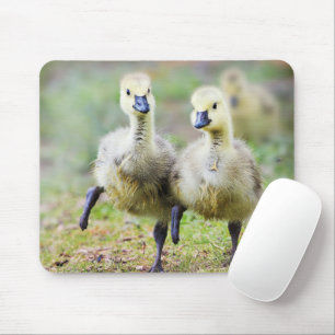 Cutest Baby Animals   Canadian Goose Goslings Mouse Pad
