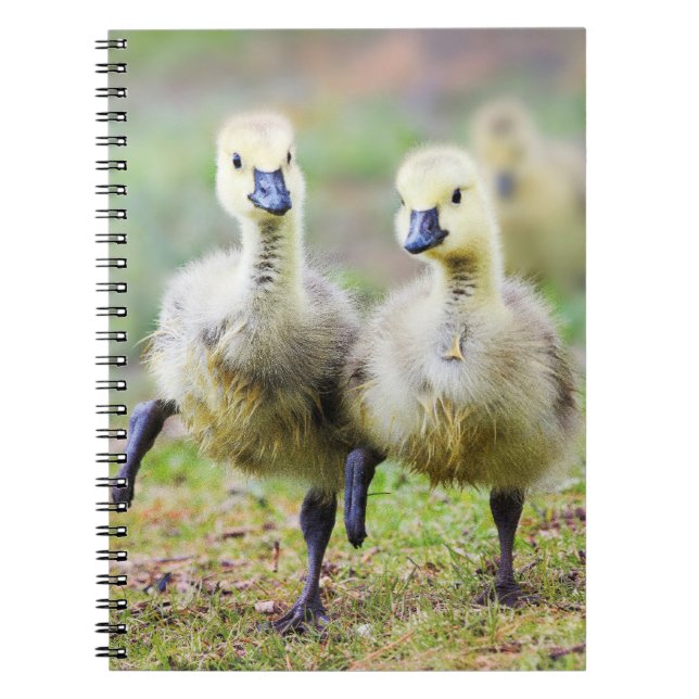 Cutest Baby Animals | Canadian Goose Goslings Notebook (Front)