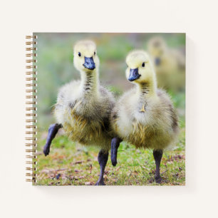 Cutest Baby Animals   Canadian Goose Goslings Notebook