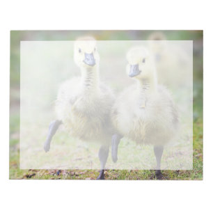 Cutest Baby Animals Canadian Goose Goslings Notepad
