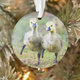 Cutest Baby Animals   Canadian Goose Goslings Ornament