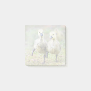 Cutest Baby Animals   Canadian Goose Goslings Post-it Notes