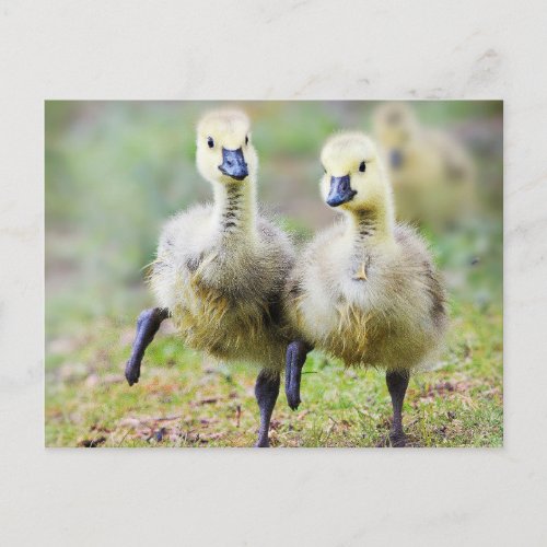 Cutest Baby Animals  Canadian Goose Goslings Postcard