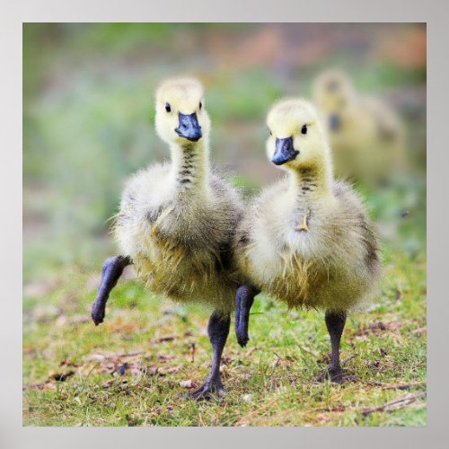 Cutest Baby Animals  Canadian Goose Goslings Poster