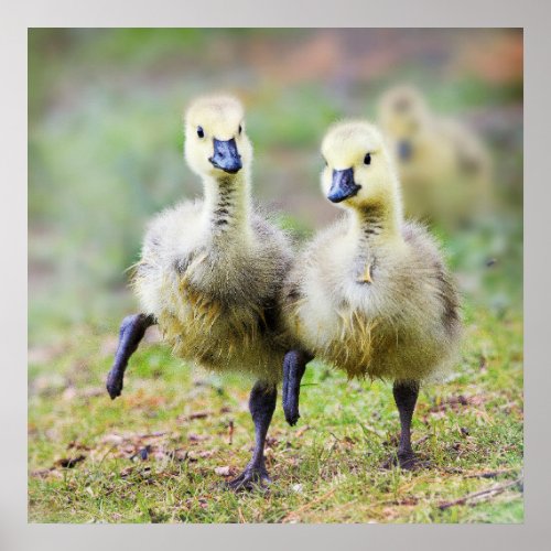 Cutest Baby Animals  Canadian Goose Goslings Poster