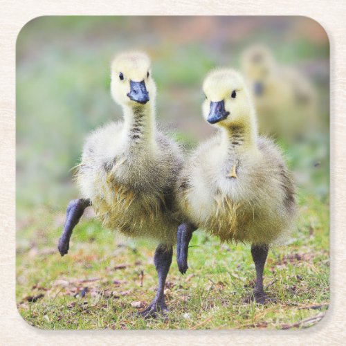 Cutest Baby Animals  Canadian Goose Goslings Square Paper Coaster