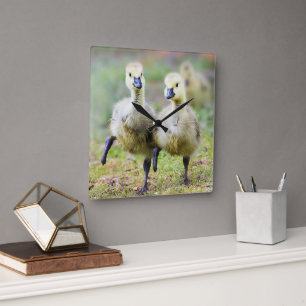 Cutest Baby Animals   Canadian Goose Goslings Square Wall Clock