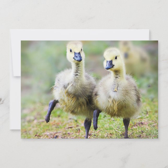 Cutest Baby Animals | Canadian Goose Goslings Thank You Card (Front)