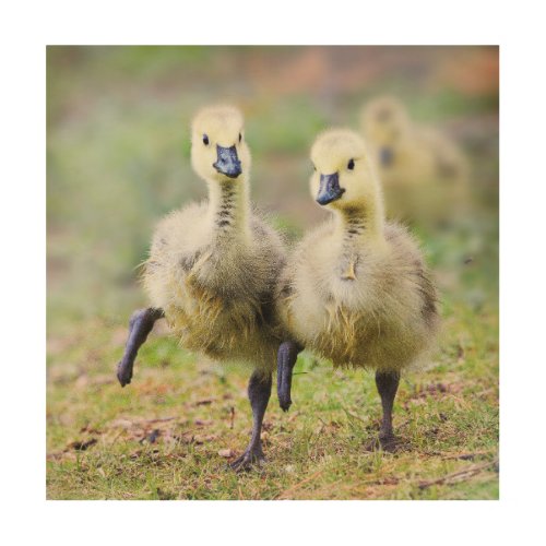 Cutest Baby Animals  Canadian Goose Goslings Wood Wall Art