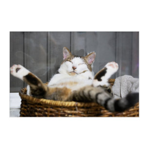 Cutest Baby Animals   Cat in Bed Acrylic Print