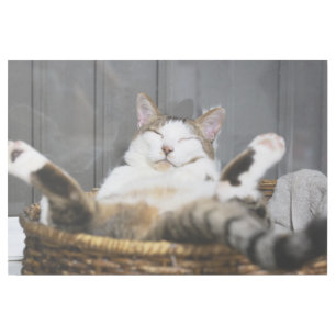Cutest Baby Animals   Cat in Bed Gallery Wrap