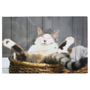 Cutest Baby Animals   Cat in Bed Metal Print