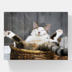 Cutest Baby Animals Cat in Bed Paperweight